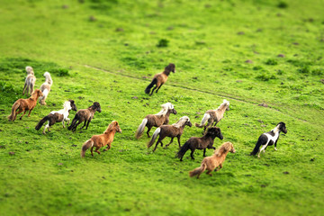 Wild horses running on a green meadow