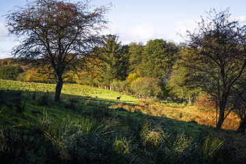 Fototapeta na wymiar Autumn landscape with a deer at a distance
