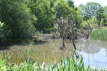 Sumpfsee Thürer Wiesen