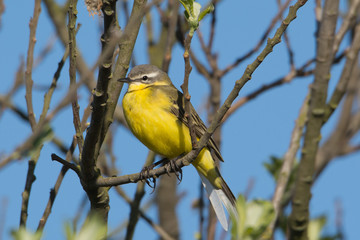 Pliszka żółta © Kamil