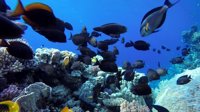 The marine life of tropical fish. Coral reef. Tropical sea and coral reef.