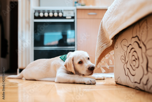 Cute Puppy Lying On The Floor Indoors Chewing Part Of Furniture