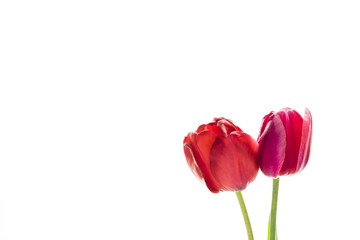 Obraz premium Tulip flowers on white background with space for your text.