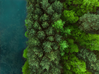 Young forest from above