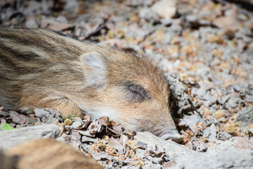 schlafender Frischling im Wald