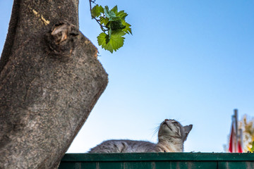 Katze auf Dach schaut zu Blättern eines Baumes