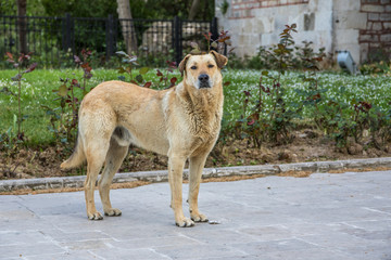 Straßenhund auf Straße in Istanbul