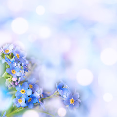 Forget-me-not growing in the garden. Spring  photo with defocused background.