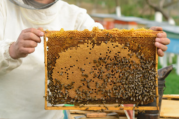 Cell with larvae of bees and young bees.