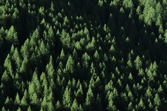 Fototapeta Forest in Wilderness Pine Trees
