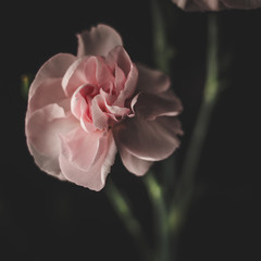 Fototapeta premium mały kwiatek