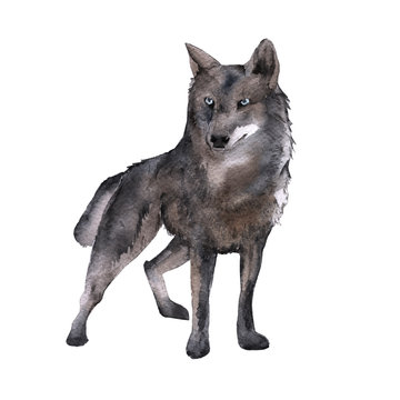 Siberia. The forest wolf. isolated on white background. 