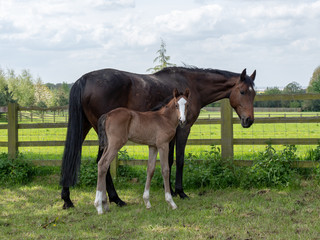 Thorough bred race horse and fole, 2018