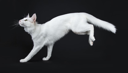 Solid white Turkish Angora cat with green eyes jumping / landing side ways isolated on black...