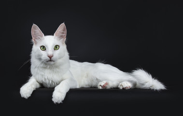 Solid white young Turkish Angora cat with green eyes laying side ways isolated on black background...