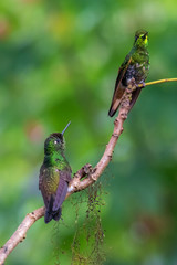 Hummingbird(Trochilidae)Flying gems	