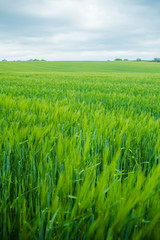 Field of young green wheat