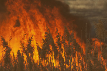 The raging flame of fire burn in the fields, forests and black thick acrid smoke. Big wildfire...