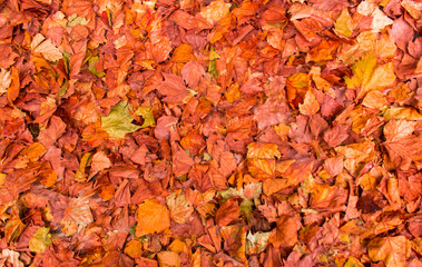 Colorful autumn leaves on the ground, natural background