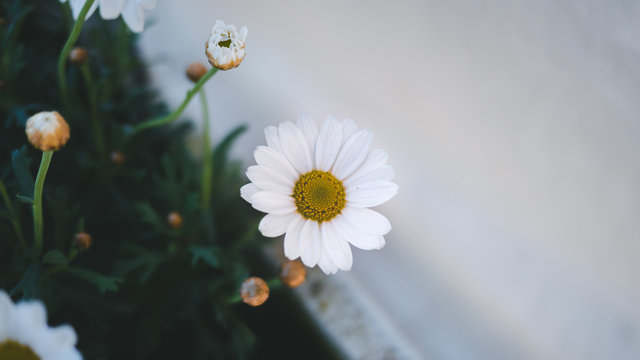 daisy, background
