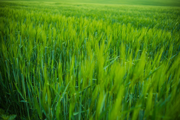 Field of young green wheat