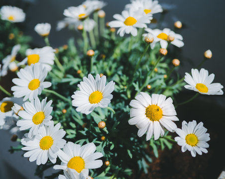 daisy plant