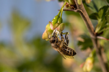 Biene auf Stachelbeere