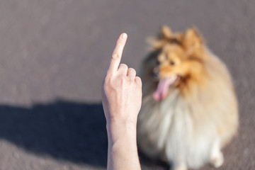 A dog trainer works with a shetland sheepdog