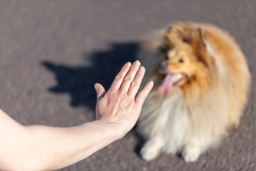 A dog trainer works with a shetland sheepdog