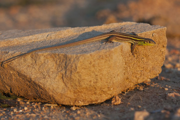 Lacerta trilineata, green lizard on a rock