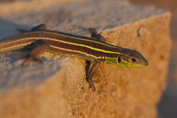 Lacerta trilineata, green lizard on a rock