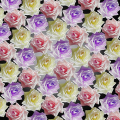 Fototapeta na wymiar Rose colorate