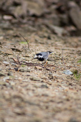 The white wagtail (Motacilla alba) 