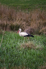 The white stork (Ciconia ciconia) is a large bird in the stork family Ciconiidae.