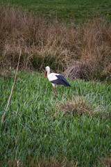 The white stork (Ciconia ciconia) is a large bird in the stork family Ciconiidae.