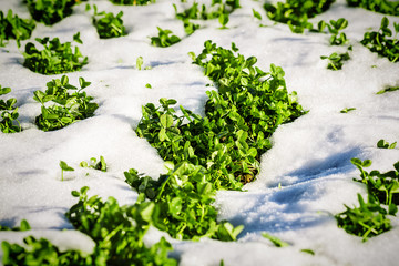 Fototapeta na wymiar fresh clover sprouts under the snow
