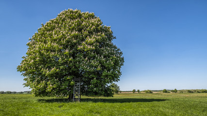 Fototapeta na wymiar Baum auf einer Wiese