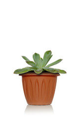Obraz premium A plant succulent in a pot on a white background with green leaves