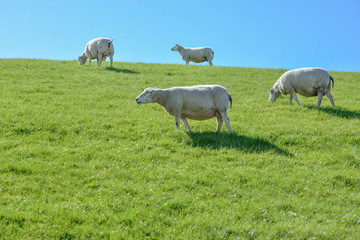 Sheeps and lambs are grazing in a green meadow in the sunny day