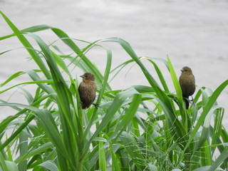 Parana river birds