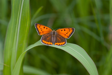 Fototapeta na wymiar farfalla sopra una foglia