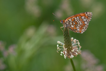 farfalla sopra un fiore