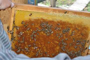 Drinking bowl for bees in an apiary