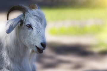 White goat closeup, blurred background.