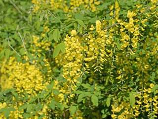 Gewöhnlicher Goldregen, Laburnum 