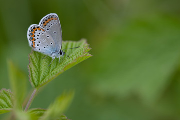 farfalla sopra una foglia