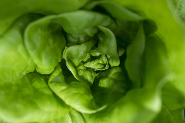 a green lettuce close up in the detail