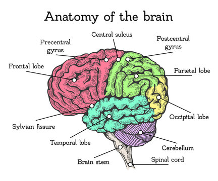 Brain anatomy color scheme