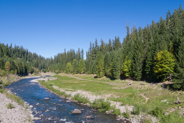 Cougar Crossing at Aufderheide