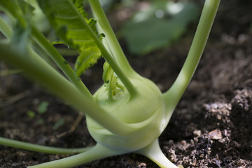 fresh kohlrabi close up in the garden